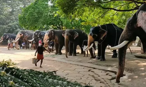 Rejuvenation therapy for 22 Guruvayur elephants begins