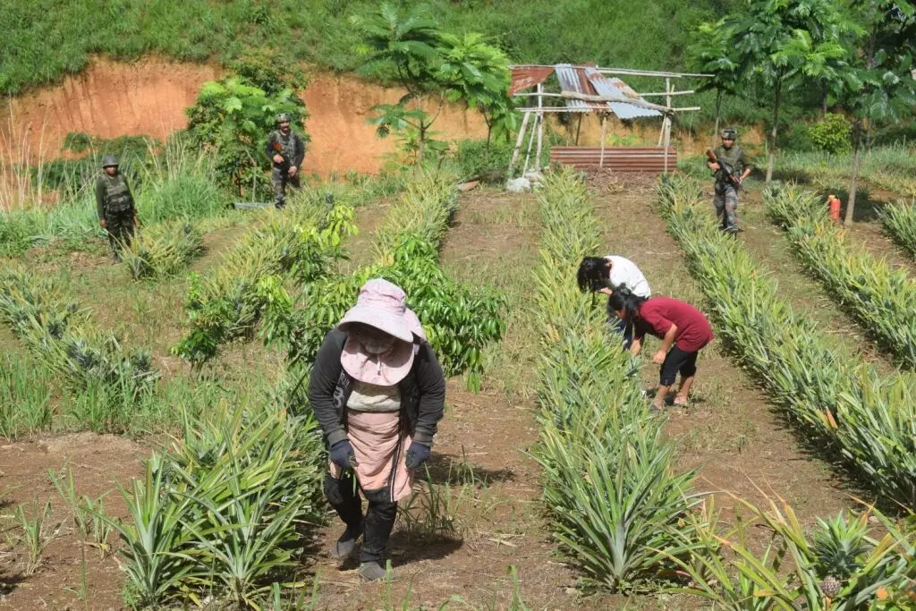 Security beefed up in Manipur to protect farmers amid recent attacks Security beefed up in Manipur to protect farmers amid recent attacks