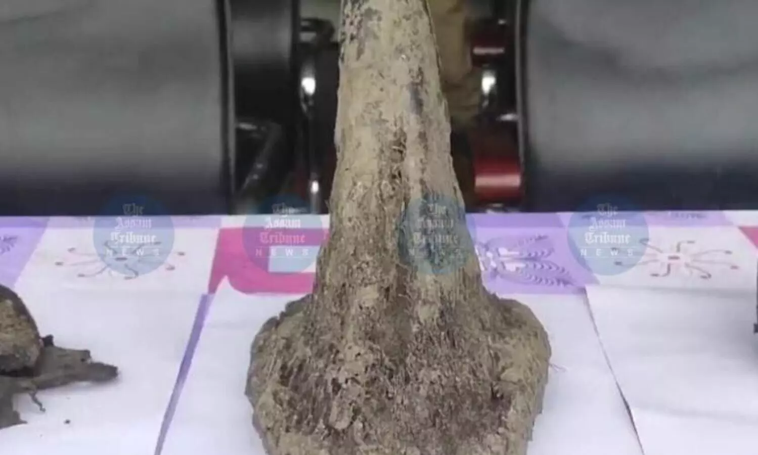 DNA mapping of rhino horns in Assam marks major step in long-term conservation