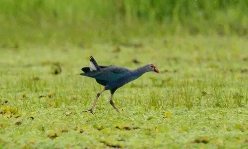 Survey finds 89 bird species at Arunachal’s Nongsaya lake
