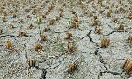 Drought relief programme launched to support farmers in 5 districts of BTR