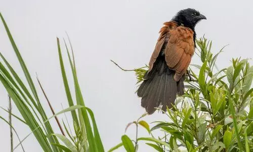 Kaziranga releases 1st grassland bird survey report, records 43 species