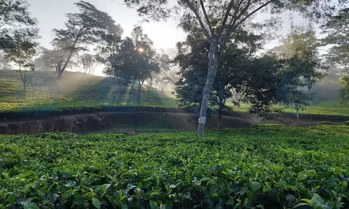 Tripura’s largest tea estate wilts under climate change, labour crunch