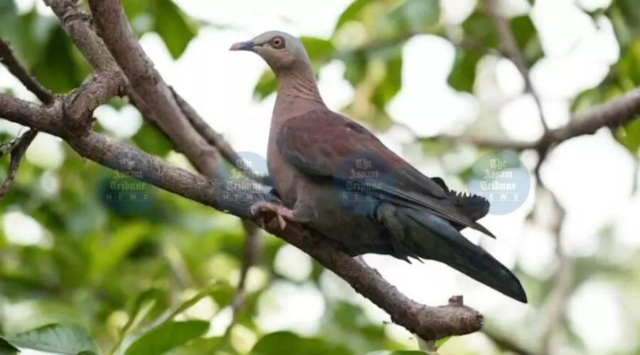 Conservationists cheer as vulnerable Pale-Capped Pigeon spotted in Dehing Patkai Conservationists cheer as vulnerable Pale-Capped Pigeon spotted in Dehing Patkai