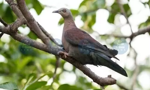 Conservationists cheer as vulnerable Pale-Capped Pigeon spotted in Dehing Patkai