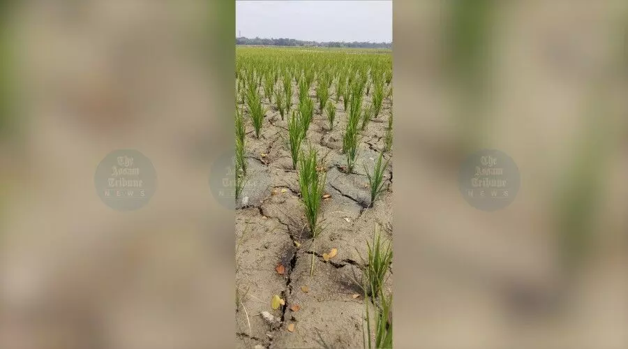 Nalbari faces 76% rainfall deficit, drought-like conditions destroy crops in 448 villages Nalbari faces 76% rainfall deficit, drought-like conditions destroy crops in 448 villages