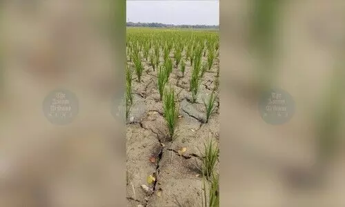 Nalbari faces 76% rainfall deficit, drought-like conditions destroy crops in 448 villages