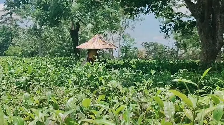 Tea output in Assam drops 25% compared to last year amid prolonged dry spell Tea output in Assam drops 25% compared to last year amid prolonged dry spell