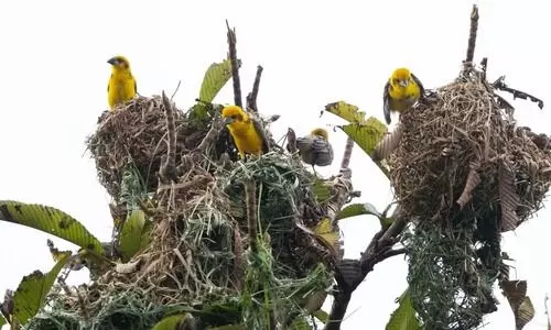 PM Modi lauds Kaziranga’s AI-driven bird census in ‘Mann ki Baat’