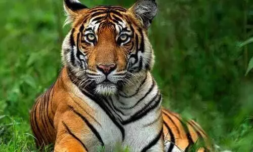 TNs Mudumalai Tiger Reserve reports a 28% increase in its feline population on International Tiger Day