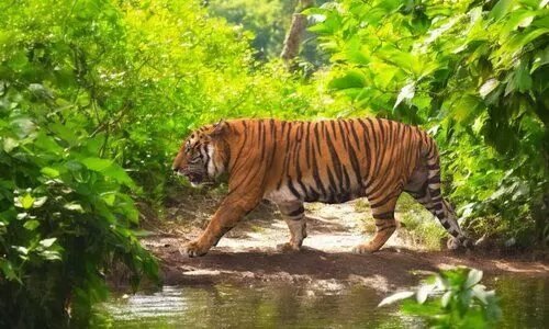 Kaziranga third globally in tiger density with 18 big cats per 100 sq km: Report