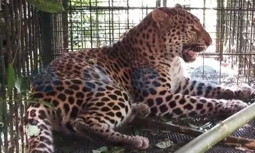 Leopard movement in Dibrugarh tea estates triggers panic among residents