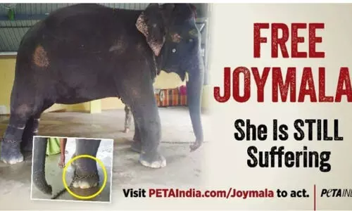 ‘Free Joymala’: PETA billboard in Dispur urges CM to rescue elephant from TN temple