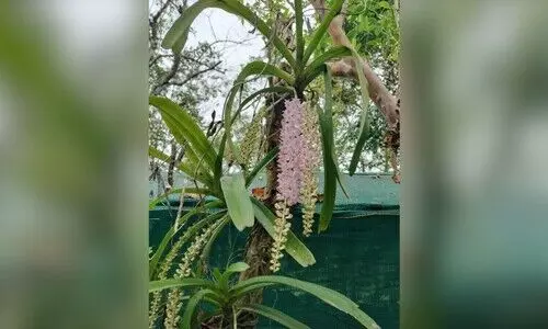 Arunachal explores collaboration with Thailand on Orchid Mission