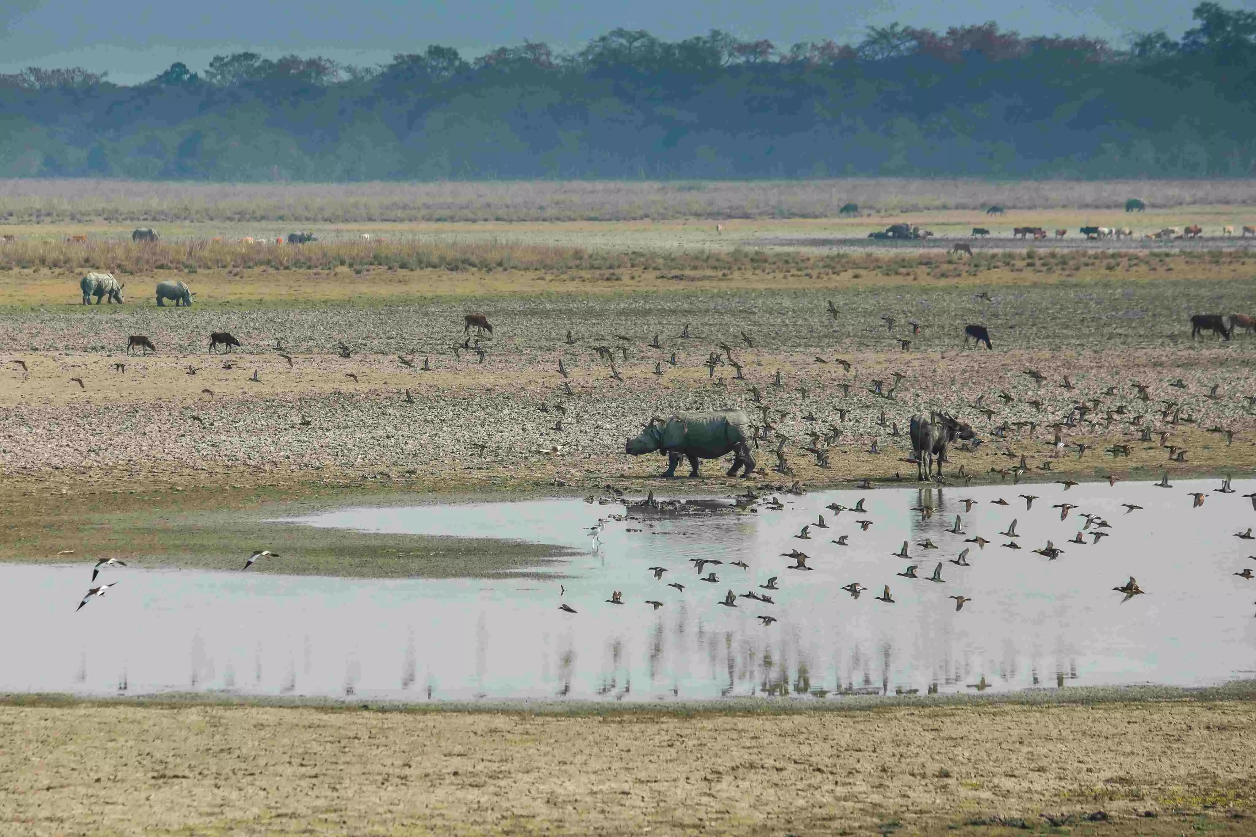 29 farmers compensated for crop loss by straying wildlife from Pobitora