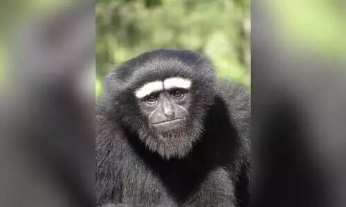 Western Hoolock Gibbon joins global list of 25 most endangered primates