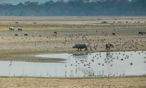 29 farmers compensated for crop loss by straying wildlife from Pobitora