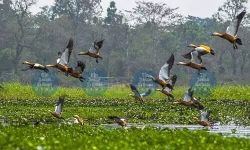 876 bird species in Assam, 50 near-threatened: Ornithologist calls for action