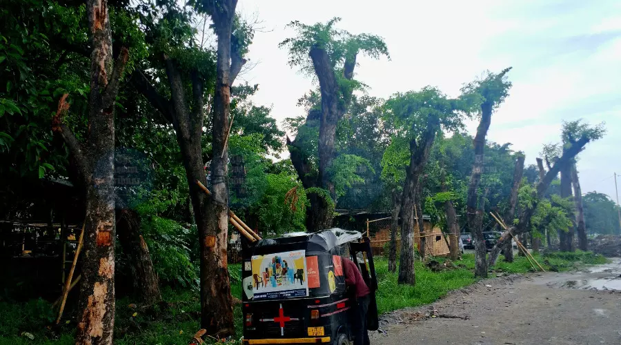 Translocated for GNB Flyover, Ambari trees find new life at Lachit Ghat