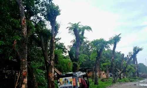 PWD clarifies no trees cut in Dighalipukhuri, says all 77  successfully transplanted