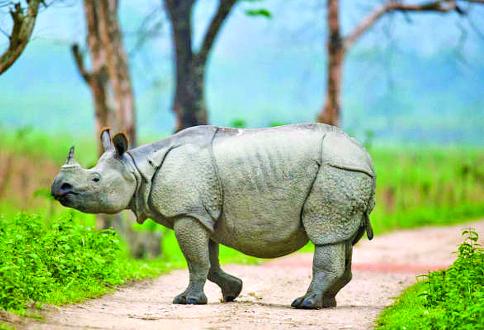 Operation Falcon: 42 arrests, gangs busted in Assam’s year-long rhino poaching crackdown Operation Falcon: 42 arrests, gangs busted in Assam’s year-long rhino poaching crackdown