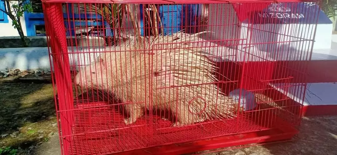 Over 1,100 smuggled exotic wildlife seized in Mizoram since 2020 Over 1,100 smuggled exotic wildlife seized in Mizoram since 2020