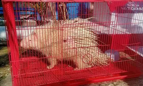 Over 1,100 smuggled exotic wildlife seized in Mizoram since 2020