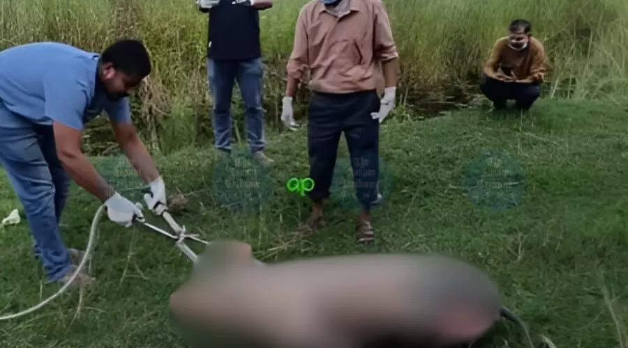 Kamrup tightens ASF controls as outbreak spreads, over 1,900 pigs lost across district Kamrup tightens ASF controls as outbreak spreads, over 1,900 pigs lost across district