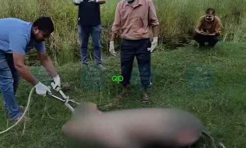 Kamrup tightens ASF controls as outbreak spreads, over 1,900 pigs lost across district