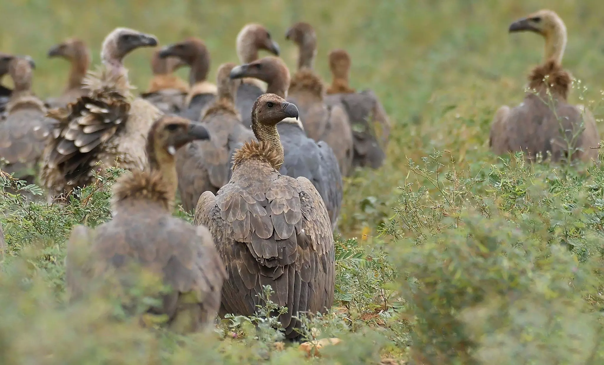 Chemical-laced carcasses behind Assam’s vulture decline, say conservationists