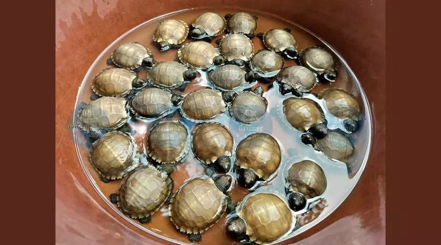 Manipur Zoo achieves first successful artificial incubation of Asian Giant Tortoises