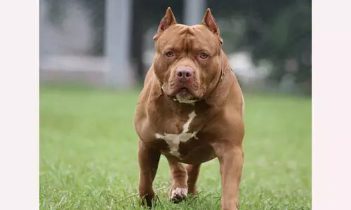 Representational Image