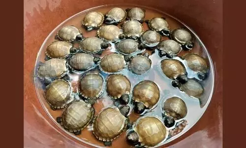 Manipur Zoo achieves first successful artificial incubation of Asian Giant Tortoises