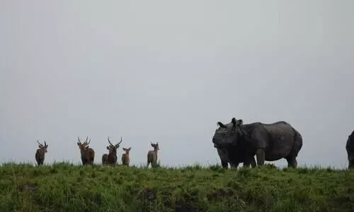 Kaziranga may face water crisis due to weak monsoon: KNP Director Sonali Ghosh
