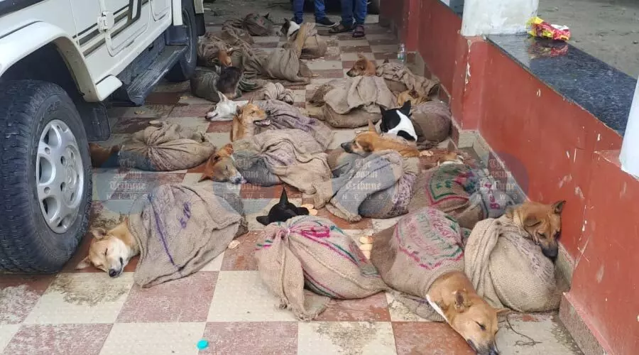 Dergaon police rescue 23 dogs from suspected meat trade traffickers
