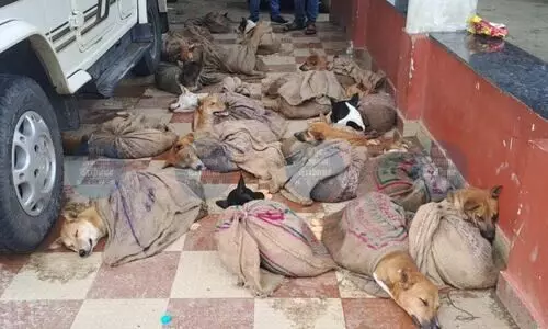 Dergaon police rescue 23 dogs from suspected meat trade traffickers
