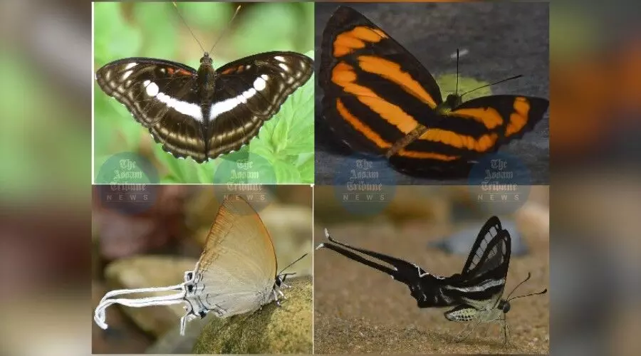 Over 70 exotic butterfly species documented in Lakhimpur’s Dulung Reserve Forest Over 70 exotic butterfly species documented in Lakhimpur’s Dulung Reserve Forest