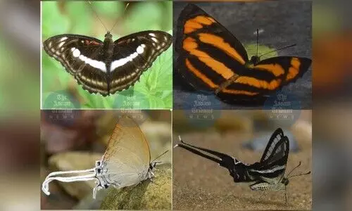 Over 70 exotic butterfly species documented in Lakhimpur’s Dulung Reserve Forest