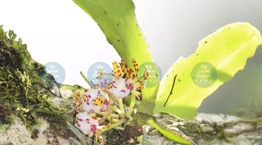 Rare Myanmar-linked orchid discovered in Arunachals Changlang, a first for India