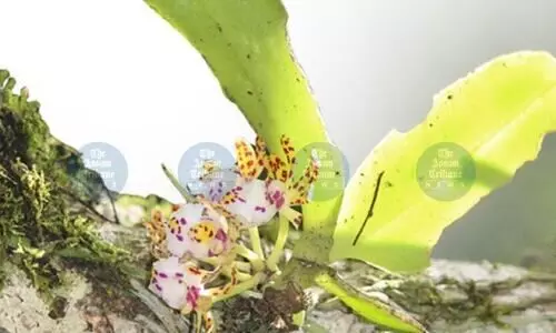 Rare Myanmar-linked orchid discovered in Arunachals Changlang, a first for India
