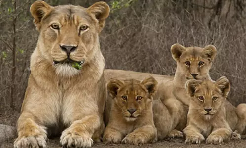 Representational Image