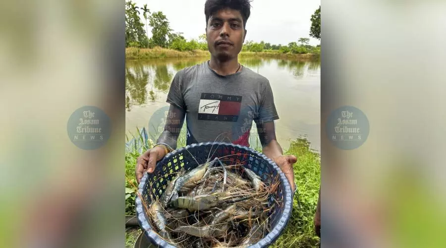World Bank-backed freshwater prawn project boosts Assam farmers’ incomes across 6 districts