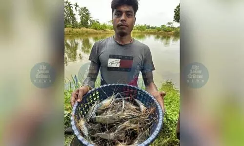 World Bank-backed freshwater prawn project boosts Assam farmers’ incomes across 6 districts