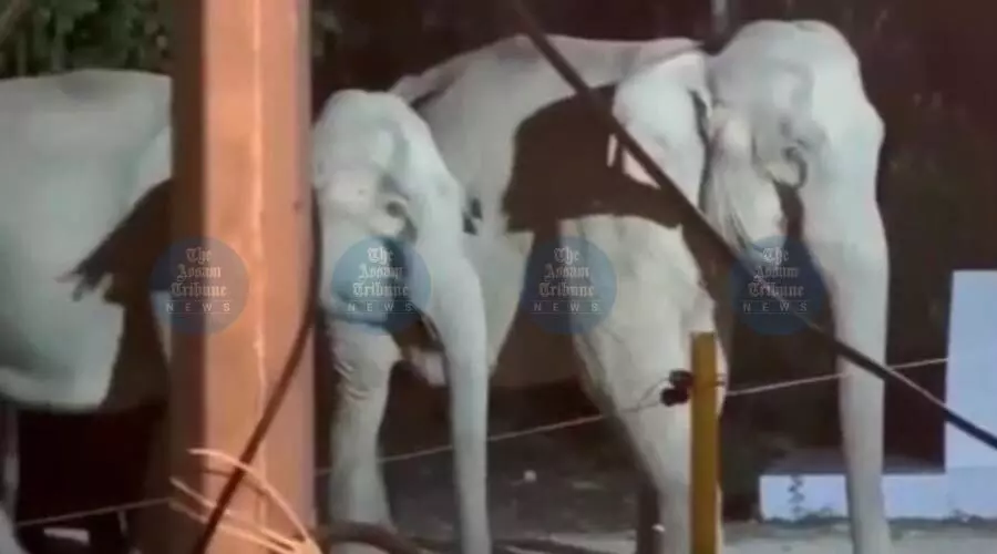 Oil exploration in Dehing Patkai Elephant Reserve sparks outrage amid man-animal conflict