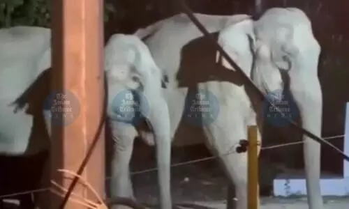 Oil exploration in Dehing Patkai Elephant Reserve sparks outrage amid man-animal conflict