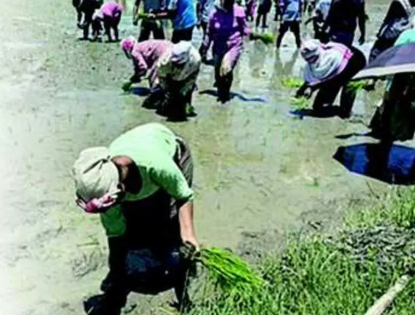 CAG flags seed shortfall in Assam Seeds Coporation, exposes infra gaps