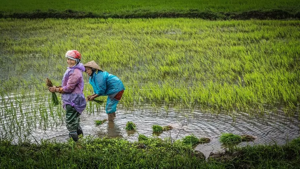 Flood-hit Lakhimpur fields thrive through women-led crab-rice farming initiative