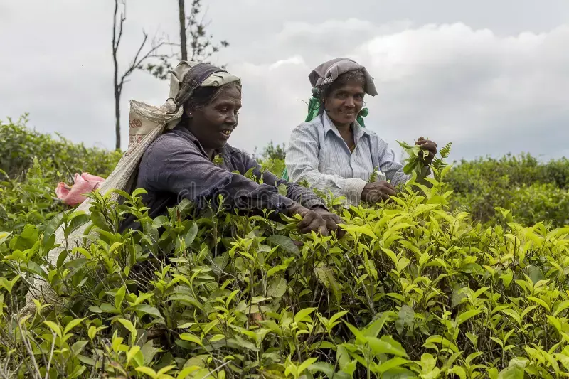 Nearly 500 workers gain as Hollonghabi Tea Estate disburses first puja bonus in Assam