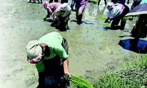 CAG flags seed shortfall in Assam Seeds Coporation, exposes infra gaps