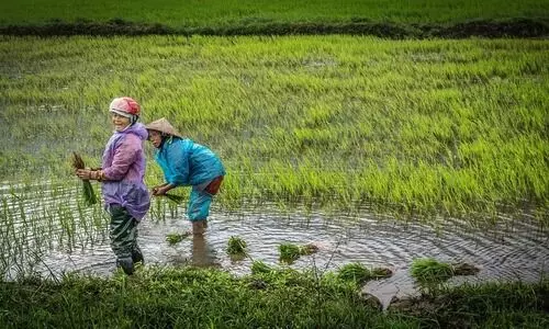 Flood-hit Lakhimpur fields thrive through women-led crab-rice farming initiative